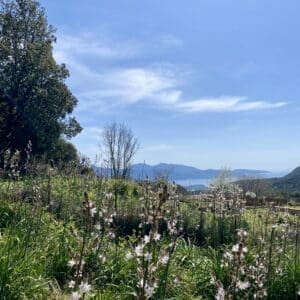 Terrain constructible vue mer et montagne Coggia Maio